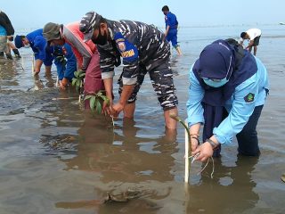 Sambut HUT Kemerdekaan RI, Komunitas Littoral di Polman Hijaukan Pantai