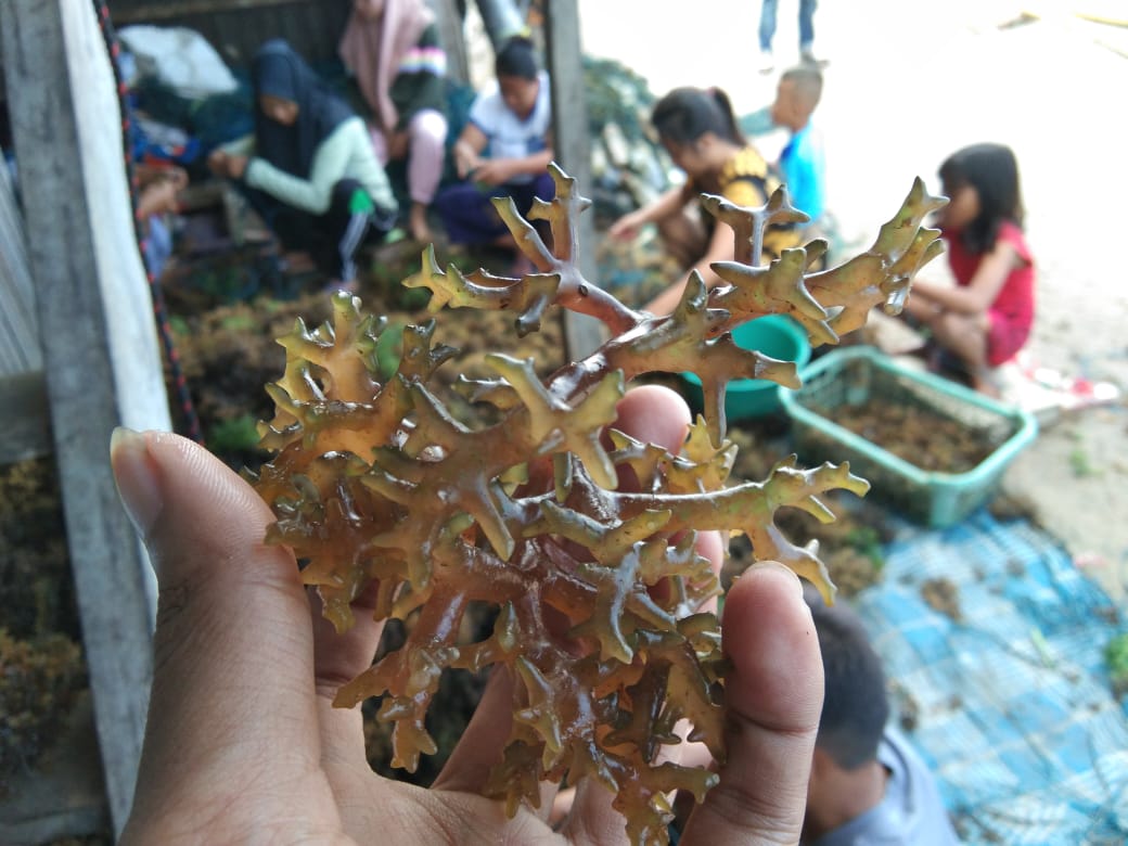 310820-Rumput Laut2