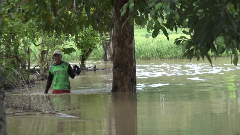 Belasan Hektar Sawah Di Mapilli Terendam Banjir Paceko Dot Com