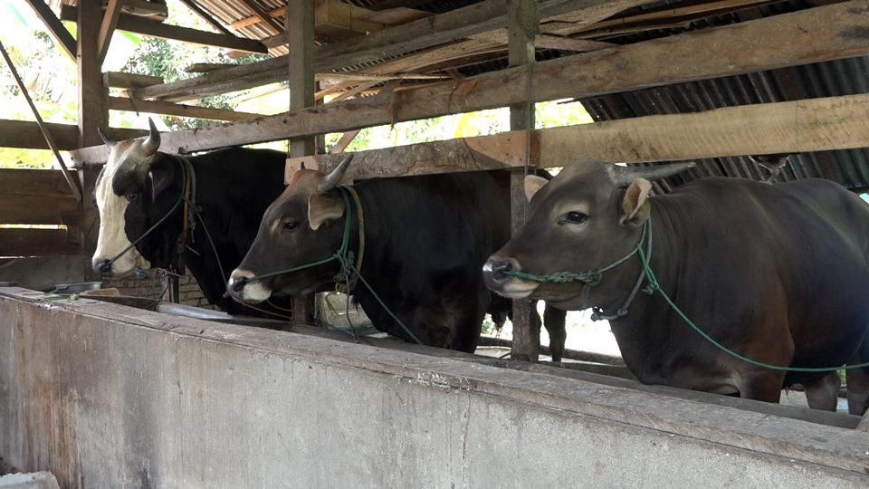 300622-Sapi KUrban