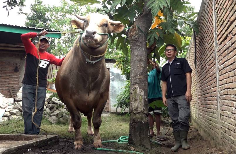 170623-Sapi Jokowi22