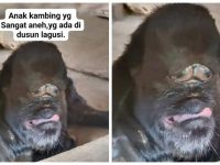 Viral ! Anak Kambing Berwajah Aneh Mirip Gorilla di Luyo Polman