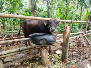 Penampakan Sapi di Polman Seruduk Pemiliknya Hingga Tewas