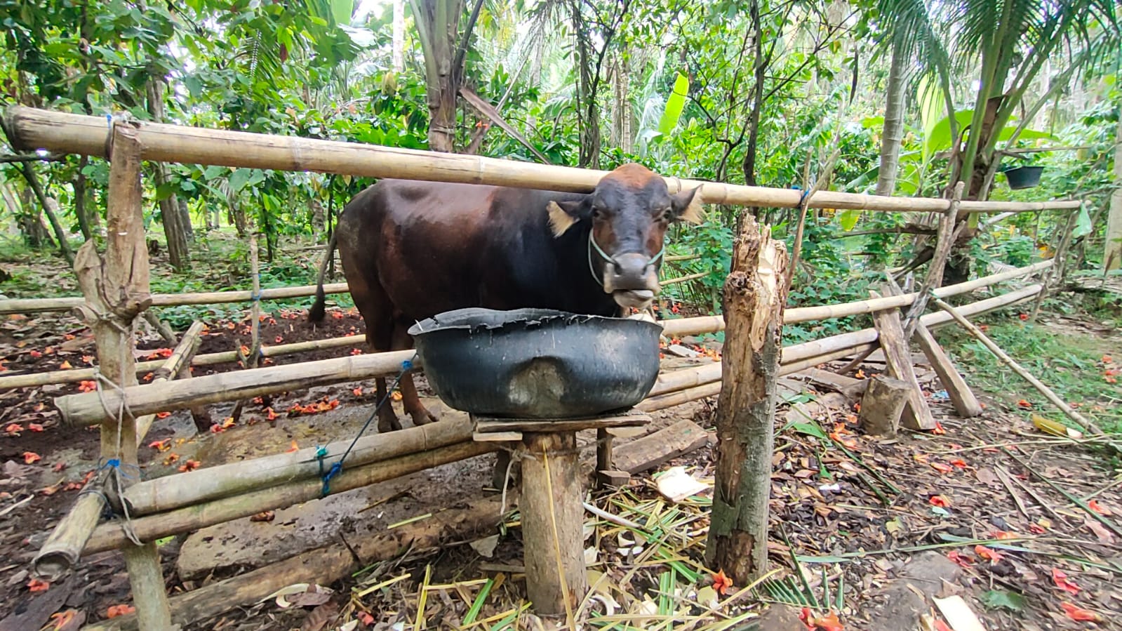 Penampakan Sapi di Polman Seruduk Pemiliknya Hingga Tewas Penampakan Sapi di Polman Seruduk Pemiliknya Hingga Tewas