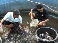 Warga Bumimulyo Polman Raup Cuan Jutaan Hasil Budidaya Ikan Lele dan Nila