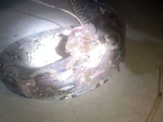 Ular Piton 5 Meter Mati Ditebas Parang Usai Kepergok Mangsa Kambing di Polman
