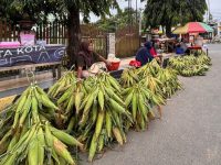 Pedagang Jagung Manis Menjamur di Polman Jelang Tahun Baru