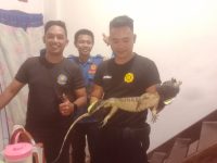 Petugas Damkar Polman Evakuasi Biawak 1 Meter Berkeliaran di Rumah Warga