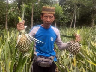 Kisah Sukses Pria Lansia di Pasiang Polman Jadi Jutawan Hasil Budidaya Nanas