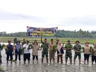 Dukung Program Ketahanan Pangan Presiden, Kodim 1402/Polman Tanam Padi Bersama Petani