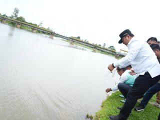 Pj Gubernur Sulbar Tebar Bibit Ikan Nila di Bendung Sekka-Sekka Polman