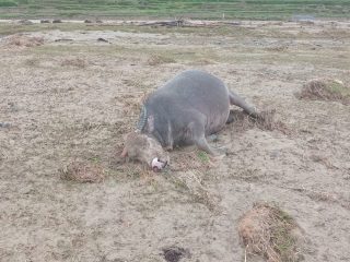 Banjir Bandang Terjang Nosu Mamasa, Sawah Terendam- Kerbau Hanyut