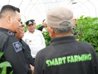 Pemprov Sulbar Kepincut Kembangkan Cabe Katokkon usai Kunjungi Smart Farming di Toraja