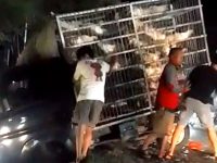 Pikap Bawa Ayam Potong Terguling Ditabrak Innova di Polman sebabkan 220 Ekor Ayam Mati