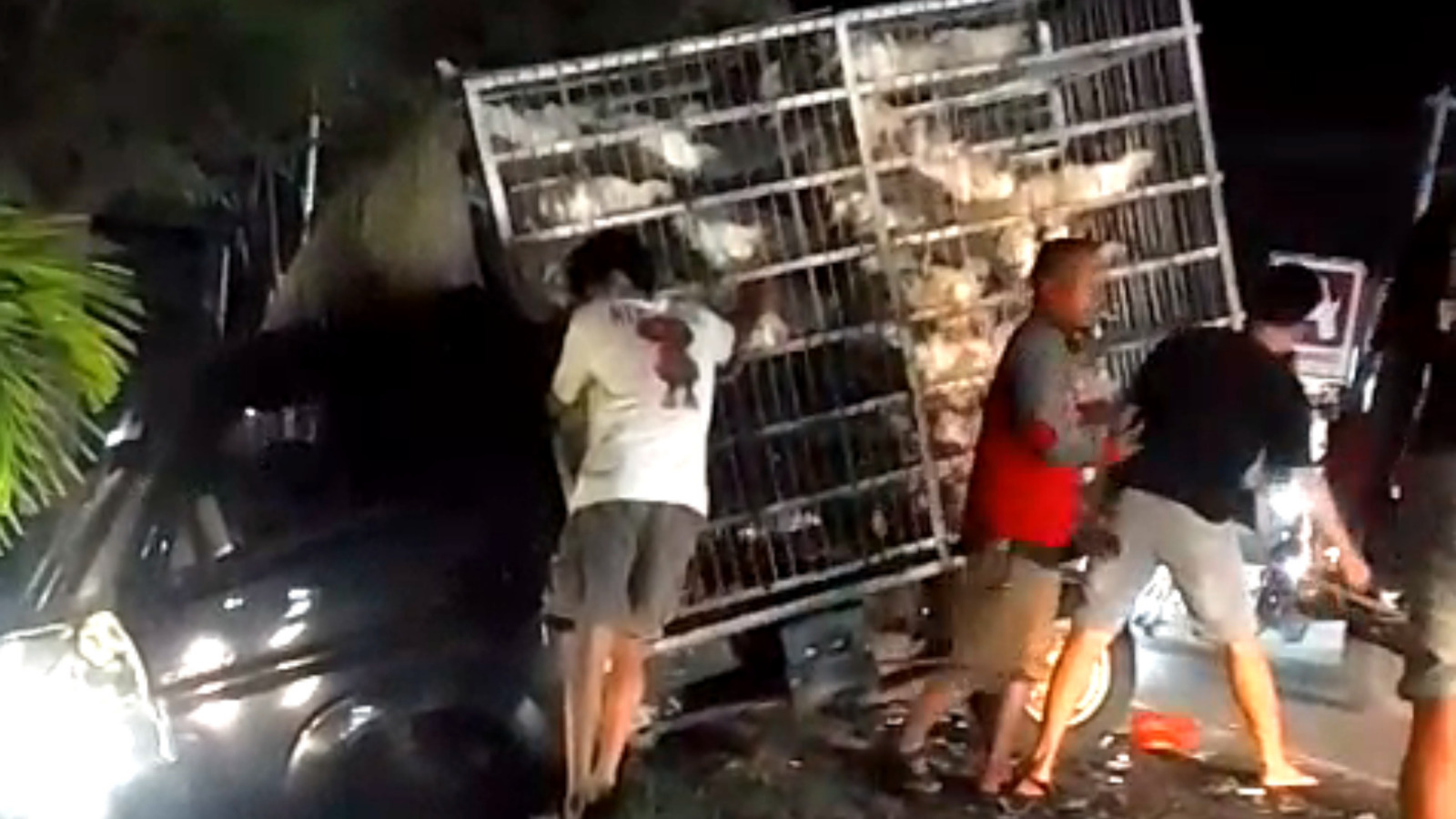 Pikap Bawa Ayam Potong Terguling Ditabrak Innova di Polman sebabkan 220 Ekor Ayam Mati Pikap Bawa Ayam Potong Terguling Ditabrak Innova di Polman sebabkan 220 Ekor Ayam Mati