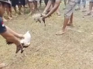 Terekam Kamera Praktik Sabung Ayam di Polman, Polisi Diminta Bertindak