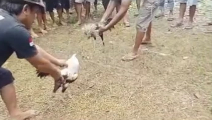 Terekam Kamera Praktik Sabung Ayam di Polman, Polisi Diminta Bertindak Terekam Kamera Praktik Sabung Ayam di Polman, Polisi Diminta Bertindak