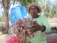 30 Ha Tanaman Bawang di Bala Polman Diserang Hama Ulat, Petani Meradang