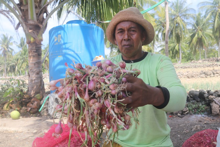 30 Ha Tanaman Bawang di Bala Polman Diserang Hama Ulat, Petani Meradang
