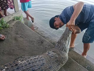 Buaya 2,8 Meter Ditemukan Mati di Sungai Mandar, Diduga Makan Umpan Beracun