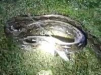 Ular 6 Meter Ditebas saat Serang Warga di Lenggo Polman