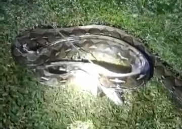 Ular 6 Meter Ditebas saat Serang Warga di Lenggo Polman