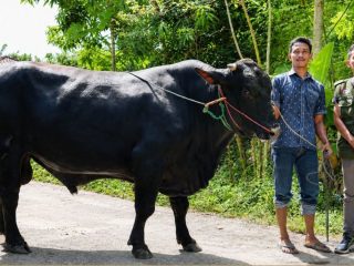 Mengenal Sapi Kurban Presiden Bernama Blecki Dari Desa Bumimulyo Polman