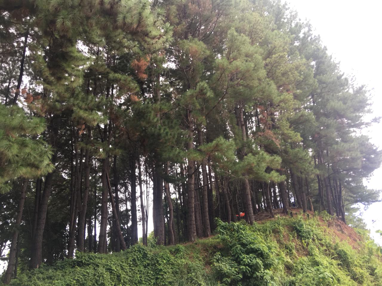 Indahnya Pesona Hutan Pinus di Tapango | PACEKO DOT COM