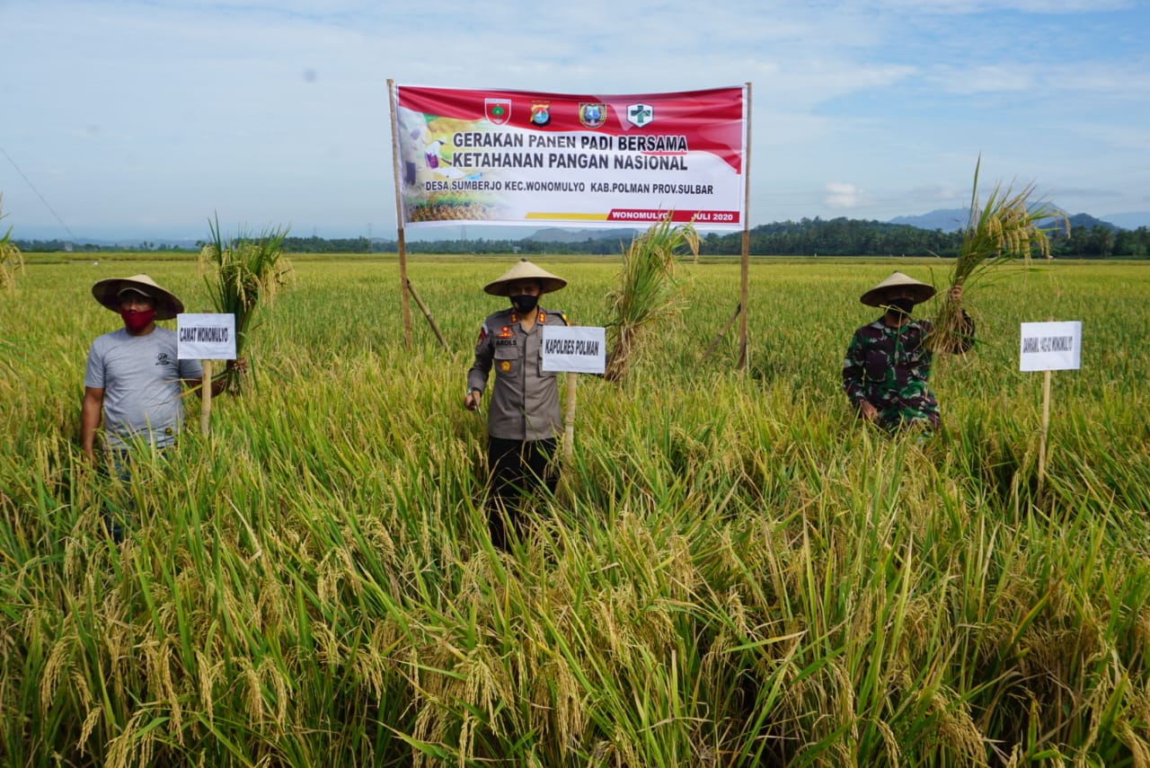 Pastikan Ketersediaan Pangan Masa Pandemi, Kapolres Polman Pimpin Panen Raya 050820-Panen Perdana1