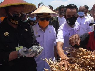 Siap Jadi Distributor Pupuk