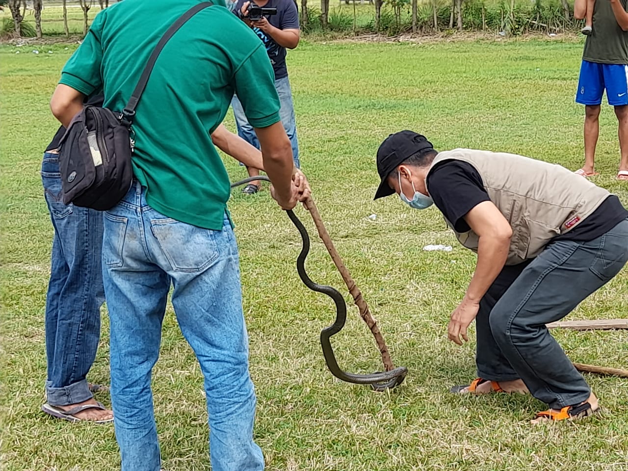 140821-Amankan Kobra1