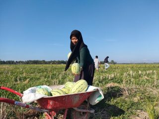 Cerita Sukamdani, Sukses Budidaya Semangka di Sawah Kering Desa Campurjo Polman