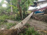 Seorang Lansia Tewas – 2 Rumah Rusak Akibat Tertimpa Pohon Tumbang di Segerang Polman