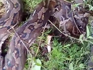 Imam Masjid di Alu Polman Terluka Akibat Terkaman Ular Piton 5,5 Meter