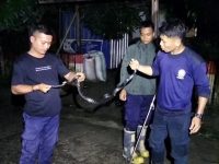 Gercep, Damkar Polman Evakuasi Ular Hitam Berbisa di Depan Rumah Warga