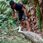 Ular Piton 6 Meter Dibunuh-Dibelah usai Telan Anak Sapi Milik Polisi di Tutar Polman 270725-Ular3