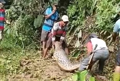 Ular Piton 7 Meter Dibunuh usai Telan Anak Sapi Warga di Mamasa