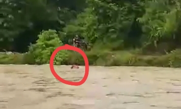 Yalangoch Ira Toneva, zavodning solisti