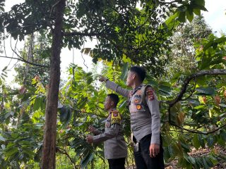 Pria Polman Ditemukan Tewas Tergantung di Pohon, Sempat Minum Air Cuci Kaki Ibu sebelum Pamit ke Kebun