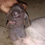 121025-Kambing Aneh1