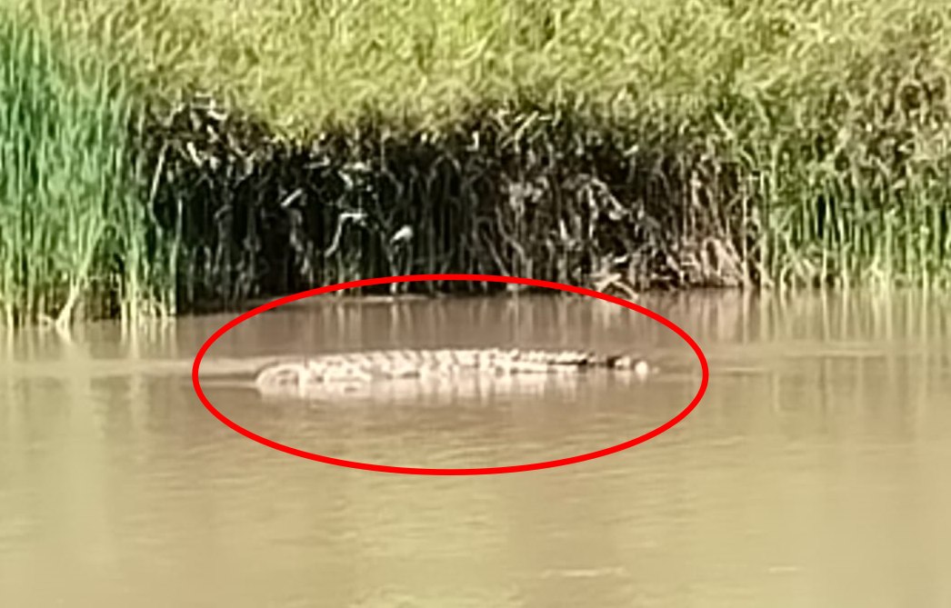 Kemunculan Buaya 3 Meter di Sungai Mandar Polman Resahkan Warga