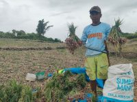 Harga Komoditas Pangan Naik, Petani Bawang Merah di Lambanan Polman Tersenyum Manis