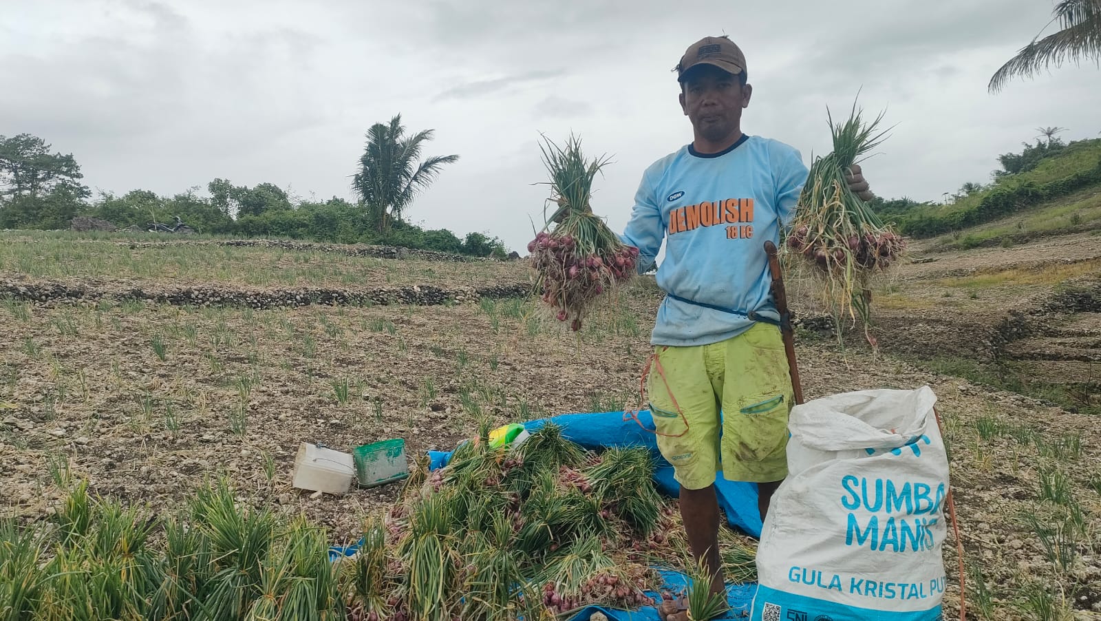 Harga Komoditas Pangan Naik, Petani Bawang Merah di Lambanan Polman Tersenyum Manis
