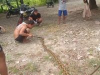 Ular Piton 5 Meter Mati Ditebas Parang gegara Kerap Mangsa Ternak Ayam di Polman