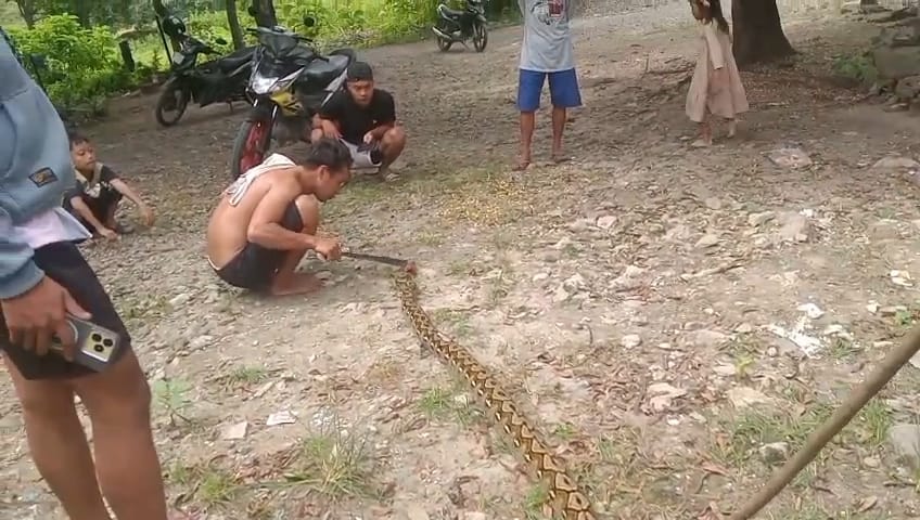 Ular Piton 5 Meter Mati Ditebas Parang gegara Kerap Mangsa Ternak Ayam di Polman