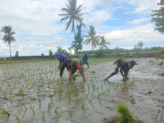 Babinsa Kodim 1402/Polman Bantu Petani Tambah Luas Tanam di Luyo