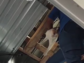 Gercep, Damkar Polman Evakuasi Kucing Terjebak di Atap Rumah Warga Wonomulyo