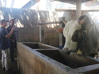 4 Sapi Jumbo Asal Polman Terpilih Jadi Hewan Kurban Presiden di Sulbar