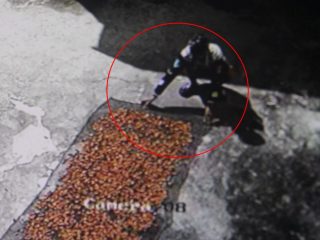 Pemuda Terekam CCTV  Curi  Setumpuk Biji Kakao Dijemur di Halaman Masjid Polman