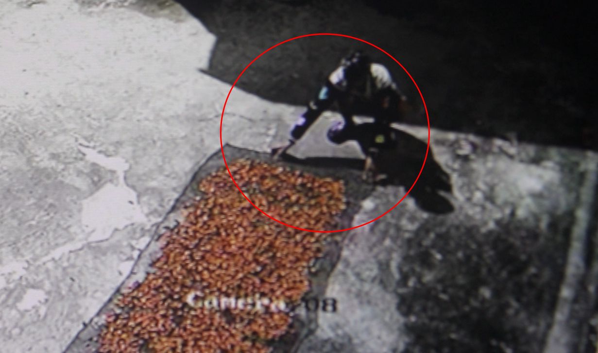Pemuda Terekam CCTV  Curi  Setumpuk Biji Kakao Dijemur di Halaman Masjid Polman
